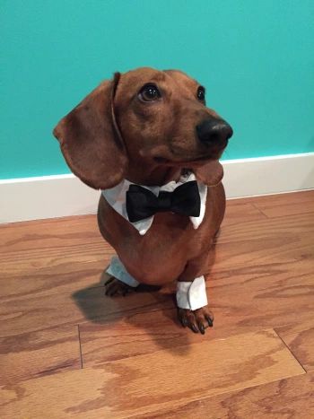 Dog Tux, Wedding Dogs, Dog Tuxedo, Dog Clothes Diy, Dog Store, Dog Wedding, Diy Dog, Dog Bowtie, Diy Dog Stuff