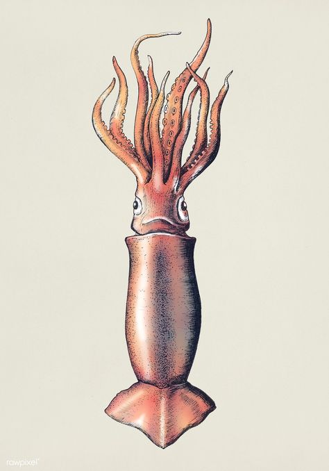 Hand drawn squid isolated | premium image by rawpixel.com Octopus Art Drawing, Squid Food, Squid Illustration, Etching Illustration, Squid Drawing, Kids Sketchbook, Scientific Drawing, Octopus Tattoo Design, Jellyfish Painting