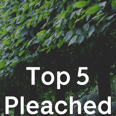 Andy Stedman Design on Instagram: "Here’s our top 5 pleached trees for screening 🌿 This list is mix of: 🌳 Deciduous trees - that lose leaves in autumn 🌲Evergreen trees - which keep leaves all year round #pleachedtrees #treesforscreening #trees #tree #screen #screening #privacy #gardendesign #garden" Pleached Trees, Privacy Trees, Evergreen Trees, Deciduous Trees, Garden Fencing, Garden Trees, Back Garden, Front Garden, Cottage Garden