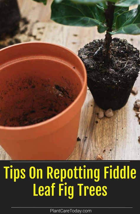 If you want to give your Fiddle-leaf fig roots more room, you need to repot them into a larger planter. Here's how to repot your fiddle leafs properly. How To Repot A Fiddle Leaf Fig Tree, Repotting Fiddle Leaf Fig Tree, Fig Plants, Fiddle Leaf Fig Care, Fiddle Leaf Tree, Fig Plant, Houseplant Care, Fiddle Fig, Fiddle Leaf Fig Tree