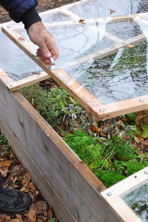 How to Build a Removable Cold Frame on top of your raised veg beds... Cold Frame Raised Bed, Cold Frame Gardening, Vegetable Garden Raised Beds, Diy Raised Garden, Raised Garden Beds Diy, Veg Garden, Cold Frame, Food Garden, Raised Bed