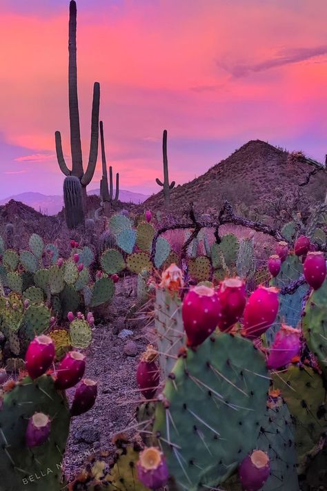 Prickly Pear Cactus Photography, Cactus Pics, Prickly Pear Fruit, Cactus Mexico, Cactus Arizona, Cactus Fruit, Arizona Aesthetic, Rainbow Cactus, Desert Aesthetic