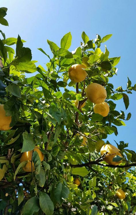 Lemon Trees Backyard, Lemon Tree Aesthetic, Lemon Farm, Farm Wallpaper, Lemon Garden, Cottagecore Farm, Mia Aesthetic, Tree Restaurant, Lemon Trees