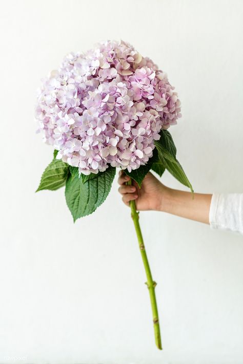 Woman holding a bouquet of hydrangea | premium image by rawpixel.com / Jira Purple Hydrangea Wedding, French Hydrangea, Hands Holding Flowers, Holding A Bouquet, Flower Bunch, Hydrangea Bouquet, Hydrangea Purple, Holding Flowers, Iphone Wallpaper Tumblr Aesthetic