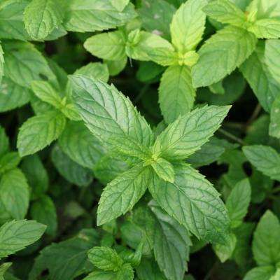 Peppermint Plant, Peppermint Herb, Culinary Dishes, Peppermint Tea Benefits, Mint Garden, Peppermint Plants, Peppermint Tea, Plants Garden, Natural Remedy