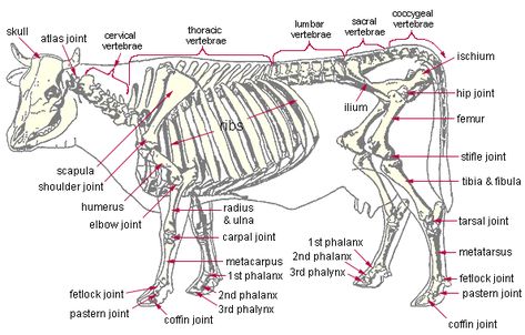 Click this image to show the full-size version. Cow Skeleton Anatomy, Cattle Anatomy, Bovine Anatomy, Cow Anatomy, Cow Care, Cow Skeleton, Veterinarians Medicine, Vet Tech School, Large Animal Vet