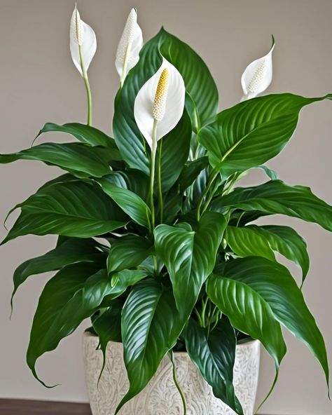 The peace lily, with its gentle white blooms, whispers tranquility into the soul of any room it graces. #peacelily Domino Peace Lily, Kayla Aesthetic, Peace Lily Indoor, Lilly Plants, Peace Lillies, Tropical Landscape Design, Peace Lily Plant, Tropical House Plants, Potted Plants Outdoor