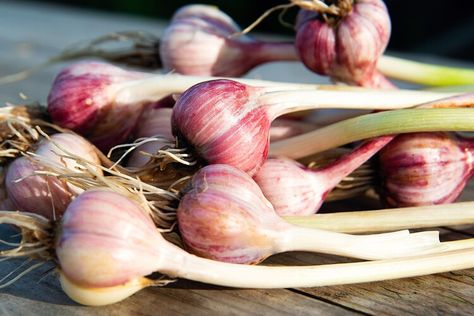 How to Know When Your Garlic Is Ready to Harvest—Plus the Best Way to Do It — Martha Stewart How To Store Grapes, When To Harvest Garlic, Harvest Garlic, Harvesting Basil, Harvesting Garlic, Entertaining Dinner, Green Garlic, Cut Watermelon, Companion Plants