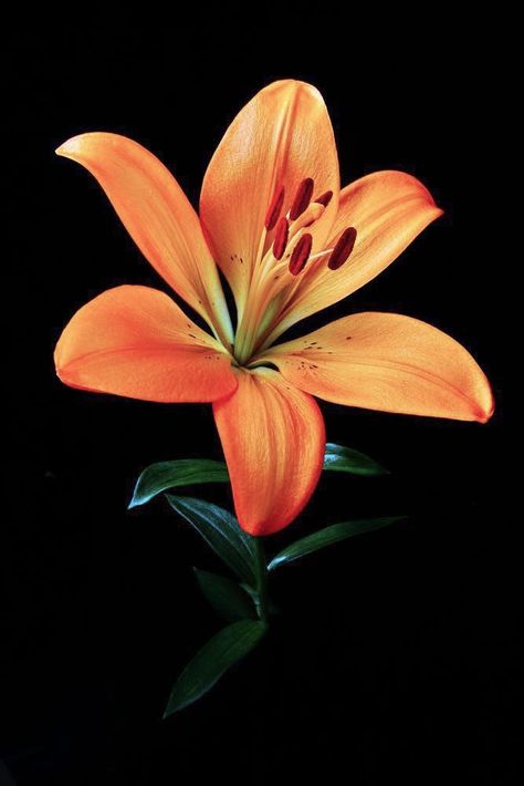 Deco Jungle, Reference Photos For Artists, Beauty Queen, Beautiful Flowers Pictures, Flower Art Painting, Human Art, Painting Art Projects, Exotic Flowers, Lily Flower