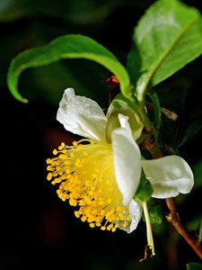 Camellia sinensis [Tea Plant] Flower Darjeeling Tea, Chicago Botanic Garden, Tea Plant, Seed Shop, Camellia Sinensis, Foundation Planting, Flower Tea, Small Trees, Tree Oil