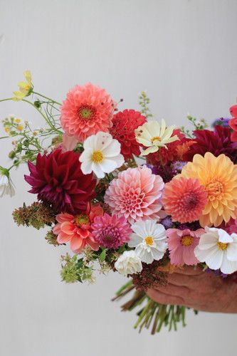 Bright Dahlia Bouquet, All Dahlia Bouquet, Dahlias Bouquet Aesthetic, Dahlia Wedding Decoration, Dahlias Bridal Bouquet, Dahlia Flower Arrangements Wedding, Wedding Flowers Dahlias, Bright Floral Bouquets, Late Summer Florals