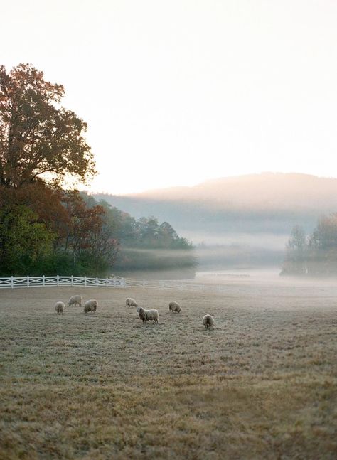 Though they weren't invited to the wedding, everyone was happy to see this flock of sheep, who live on the grounds of 4,200-acre Blackberry Farm, in the Smoky Mountains where the wedding took place. Sheep Landscape, Blackberry Farms, Jose Villa, Future Farms, Beautiful Pics, Fine Art Wedding Photography, Fine Art Wedding Photographer, Future Life, The Ranch