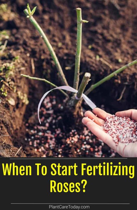 When To Start Fertilizing Roses? Rose Care For Beginners, When To Fertilize Roses, Rose Fertilizer Homemade, What To Plant With Roses, When To Prune Roses, Roses Garden Care, Prune Roses, Rose Bush Care, Rose Pruning