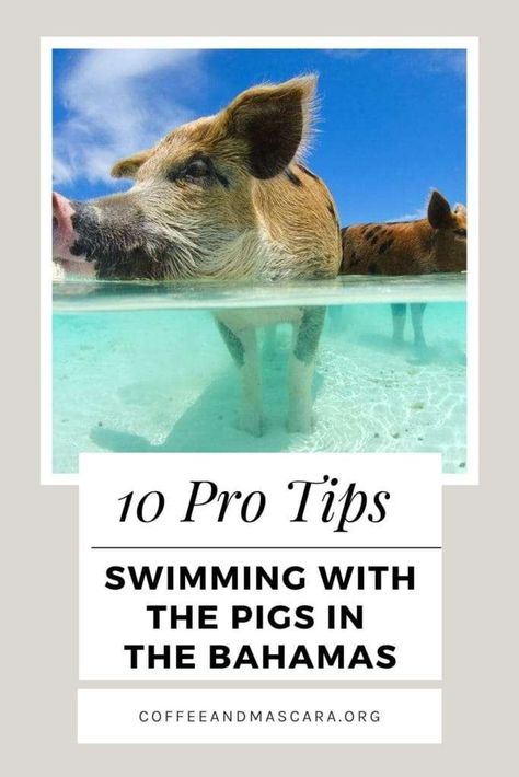 Swimming With the Pigs in The Bahamas - What You Need to Know Tips For Swimming, Exuma Pigs, Bahamas Pigs, Swimming With Pigs, Bahamas Pictures, Best Sandals Resort, Carribean Travel, Caribbean Holiday, People Swimming