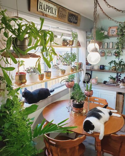 These two always lounging around without a care in the world...can I please be a cat in my next life? . . . #elvisthecat #bellathecat… Small Indoor Plants, Kitchen Plants, Deco Studio, Decoration Plante, Kitchen Farmhouse, Online Furniture Shopping, Shabby Chic Homes, Room Decor Bedroom, Minimalist Home