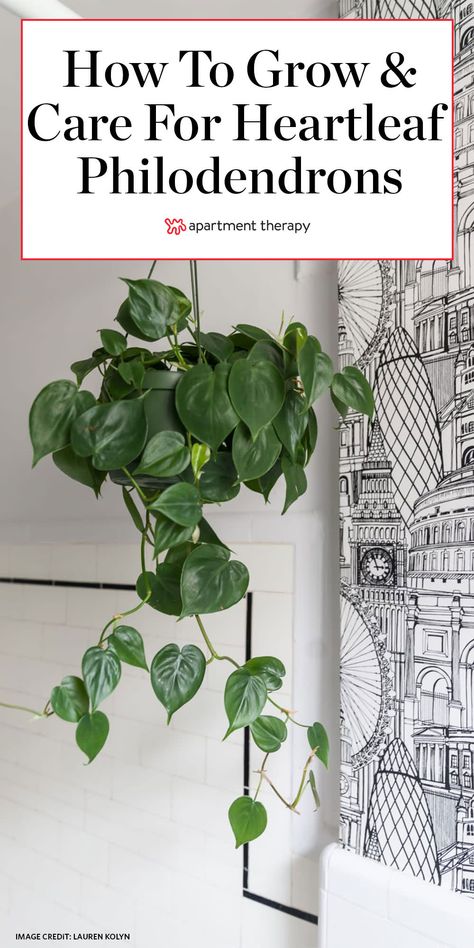 Philodendron Hanging Plant, Golden Pothos Care, Pothos Plant Care, Pothos Plants, Philodendron Care, Planting Plants, Tanaman Indoor, Plant Care Instructions, Philodendron Plant