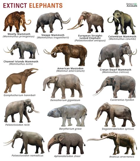 Types Of Elephants, Types Of Wolves, Melanistic Animals, Prehistoric Fauna, Greyhound Statues, Prehistoric Animals Dinosaurs, Pig Breeds, Animals Information, Conservation Biology