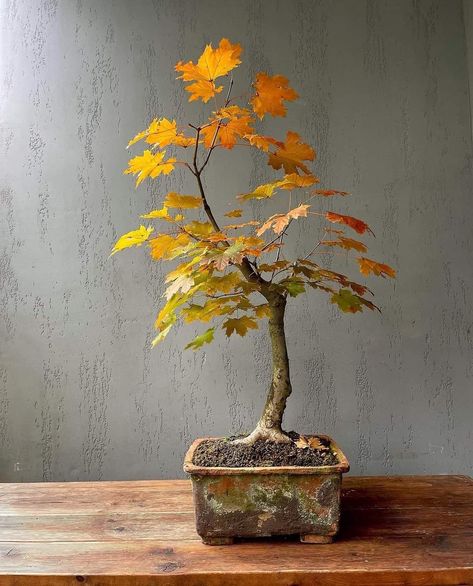 Zen Balcony, Tiny Bonsai, Japanese Maple Bonsai, Bonsai Inspiration, Garden Bonsai Tree, Maple Bonsai, Bonsai Forest, Bonsai Care, Mini Zen Garden