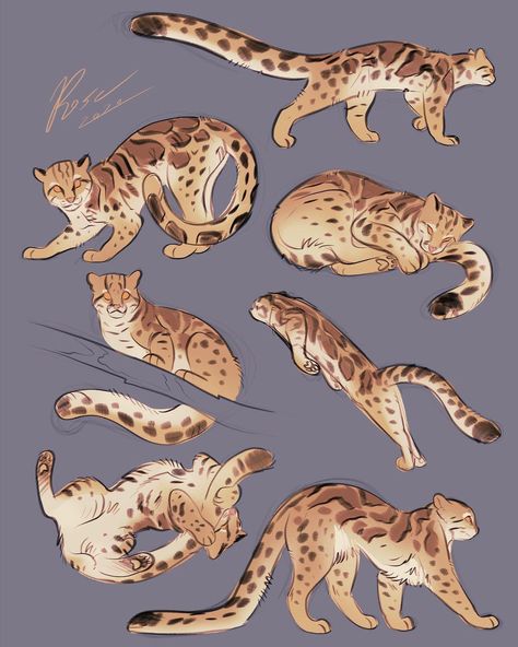 7,406 Me gusta, 29 comentarios - Rose Smith (@rose.smiths.art) en Instagram: "Marbled Cat Studies !! ✨swipe to see video✨ The Marbled Cat is a small wildcat native from the…" Feral Oc, Marbled Cat, Big Cats Drawing, Rose Smith, Cats Art Drawing, Warrior Cat Drawings, Lion King Art, Drawing Animals, Big Cats Art