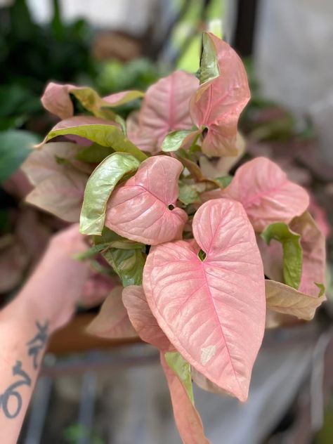 Where to Buy Pink Houseplants | POPSUGAR Home Syngonium Podophyllum, Arrow Head, Must Buy, Drought Tolerant, Climbing, Plants, Wall, Green, Pink