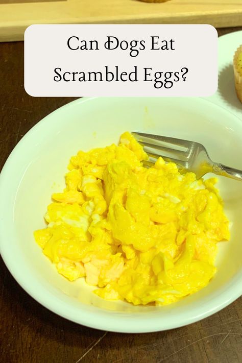 Our dogs eat commercial dog foods but they also eat people food like scraps and scrambled eggs with milk. But is it safe for them? Let’s take a deep dive! Homesteading, farming, farm eggs, fresh eggs, backyard poultry, guardian livestock dogs, chicken eggs, turkey eggs Livestock Dogs, Oatmeal For Dogs, Scrambled Eggs Healthy, Eggs For Dogs, Can Dogs Eat Eggs, Too Many Eggs, Turkey Eggs, Dog Breakfast, Chicken Dog Food Recipes