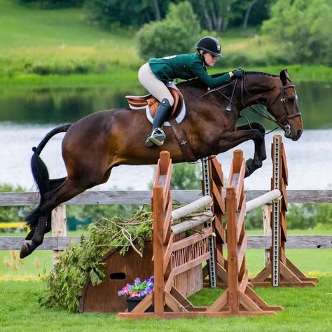 Hunter Jumping, Horses Jumping, Jumping Horse, Horse Jumping Side View, Hunter Jumper Aesthetic, Horse Hunter Jumper, Pony Hunter Jumper, Equestrian Aesthetic Show Jumping, Jumping Pictures