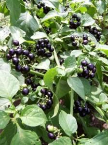 Garden huckleberries in the garden Garden Huckleberry, Huckleberry Bush, Heirloom Plants, Huckleberry Recipes, Wild Grapes, Blueberries And Raspberries, Medicine Herbs, Hobby Farming, Black Berries