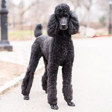 Anjing Poodle, Poodle Haircut, Poodle Cuts, Puppy Obedience Training, Black Poodle, Positive Dog Training, Poodle Grooming, Easiest Dogs To Train, Basic Dog Training