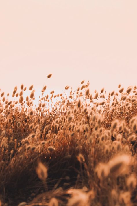 Brown Field Aesthetic, Brown Pictures Aesthetic, Brown Aesthetic Nature, Brown Aesthetic Images, Brown Aesthetic Pictures, Brown Aesthetic Background, Brown Widget, Floral Field, Brown Sky