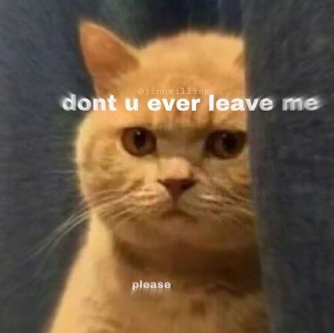 Cute don’t ever leave me memes cat meme please don’t leave me Cute Cat Memes, Koci Humor, Cute Love Memes, Funny Reaction Pictures, Funny Animal Memes, Cute Memes, Wholesome Memes, Cute Texts