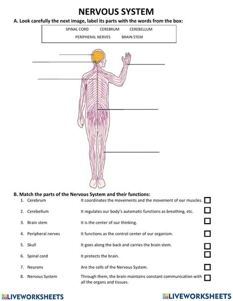 Nervous system online activity for 7. You can do the exercises online or download the worksheet as pdf. Nervous System Exercise, Nervous System Activities For Kids, Nervous System Drawing, Nervous System Worksheet, Nervous System Projects, Sterile Processing, Nervous System Activities, Peripheral Nervous System, Wave Crochet