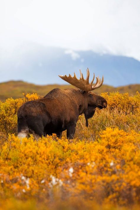 Moose Pictures, Buffalo Animal, Animal Photography Wildlife, Moose Deer, North American Animals, Deer Species, Wild Animals Photography, Bull Moose, Animal Art Prints