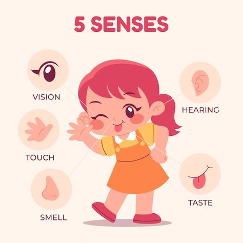 Five Senses Drawing, 5 Senses Illustration, Senses Illustration, Garden Science, Five Senses Preschool, Alphabet Video, Blending Sounds, Basket Drawing, Sense Of Touch