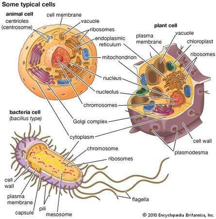 Animal cells and plant cells contain membrane-bound organelles, including a distinct nucleus. In contrast, bacterial cells do not contain organelles. Cell Definition, Cell Biology Notes, Bacteria Cell, Plant Cell Diagram, Bacterial Cell, Biology Ideas, Cell Diagram, Prokaryotic Cell, Cell Parts