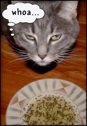 Soup For Cats Recipes For, Catnip Tea For Cats, Catnip Tea, Honey The Cat, Cat Soup, Tissue Salts, Cat Wine, Cat Scratch, Tea Recipe