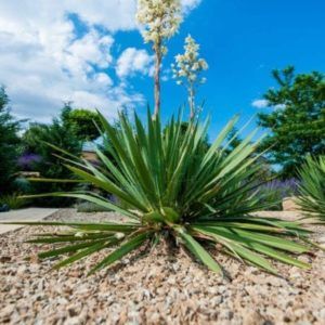 15 Japanese Garden Design Ideas With The Most Zen Yucca Plant Care, Yucca Gloriosa, Yucca Filamentosa, Yucca Tree, Yucca Plant, Garden Types, Tree Seeds, Plant Cuttings, Room With Plants