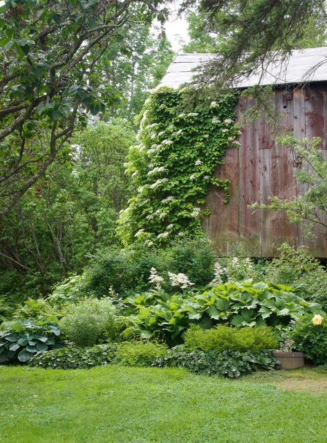 England Garden, New England Garden, Garden At Home, Climbing Hydrangea, Front Garden Landscape, Rock Garden Plants, Garden Gate, Country Gardening, Private Garden