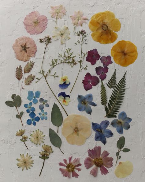 aesthetic pressed flowers in feed, random life things in stories, i’m a libra it’s all about balance 🌼⚖️ Flowers In Books Aesthetic, Pressed Flowers Aesthetic, Dried Flowers Aesthetic, Libra Aesthetic, Framed Pressed Flowers, Minimal Flower, Flower Pressing, 2024 Aesthetic, Floral Preservation