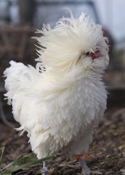 Frizzled White Bantam Polish Rooster at Cardinal Ridge Farm. Pic by Stefanie Haviv Frizzle Chickens, Regnul Animal, Fancy Chickens, Beautiful Chickens, Cute Chickens, Chickens And Roosters, Chicken Breeds, Raising Chickens, Pretty Birds