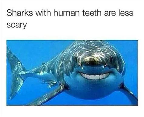 Shark smile Sharks With Human Teeth, Human Teeth, Clean Humor, Animal Jokes, Breaking Bad, Keanu Reeves, Animal Memes, Bones Funny, Sharks