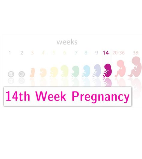 Feeling hungry very often? Not queasy & enjoying eating. Then you've entered your second trimester. Learn fetal growth & development when 14 weeks pregnant. Baby Development In Womb, Pregnant Symptoms, Baby Development Chart, First Week Of Pregnancy, Stages Of Baby Development, 21 Weeks Pregnant, Baby Development Milestones, 15 Weeks Pregnant, Baby Development Activities