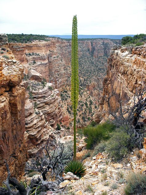 Agave utahensis var kaibabensis Papago Point, Grand Canyon National Park Agave Flower, Plantas Bonsai, Plant Fungus, Unusual Plants, Sonoran Desert, Agaves, Grand Canyon National Park, Desert Plants, The Grand Canyon