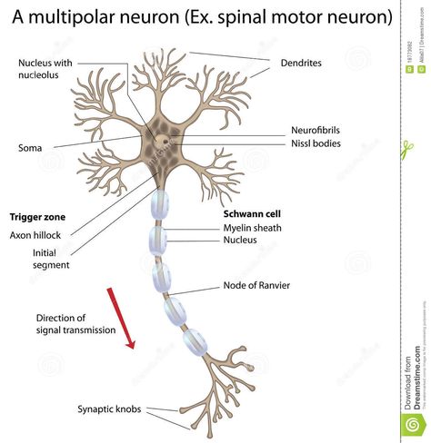 Specialised Cells, Neuron Diagram, Types Of Neurons, Biology Diagrams, Behavioral Neuroscience, Printable Label Templates, Motor Neuron, Geometric Logo Design, Art Articles