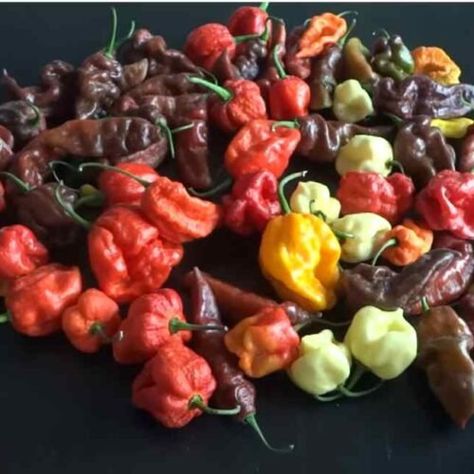 Trinidad Scorpion Pepper Hot Sauce Recipe - Yumy Recipe Scorpion Pepper Hot Sauce, Hot Peppers Plants, Growing Hot Pepper, Trinidad Scorpion, Hot Sauce Recipe, Hot Pepper Seeds, Soaker Hose, Hot Peppers, Tomato Cages