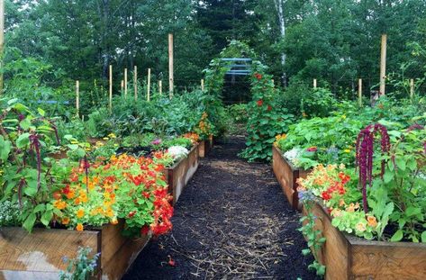 Potager Garden, Garden Wallpaper, Veg Garden, Garden Maintenance, Have Inspiration, Vegetable Garden Design, Food Garden, Flowers Wallpaper, Green Garden