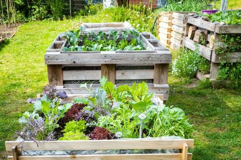 Pallet Raised Garden Bed - Build it Yourself! - MyGardenLife Pallet Raised Garden Bed, Pallet Raised Garden, Building Raised Garden Beds, Community Garden, Community Gardening, Garden Bed, Diy Pallet, Raised Garden Beds, Raised Garden