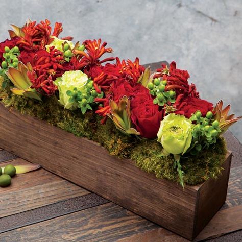 With the richness of rouge, crimson and chartreuse, a gathering of ruffled roses, hypericum berries, kangaroo paw and leucadendron makes an elegantly lush centerpiece. Expertly arranged in a dark stained hand crafted wood trough, Crimson & Fleur measures 19 x 4 x 9 and requires next day shipping. Thanksgiving Flower Arrangements, Olive And Cocoa, Harvest Garden, Wood Box Centerpiece, Dark Stained Wood, Unique Floral Arrangements, Hypericum Berries, Floral Arranging, Dark Wood Stain