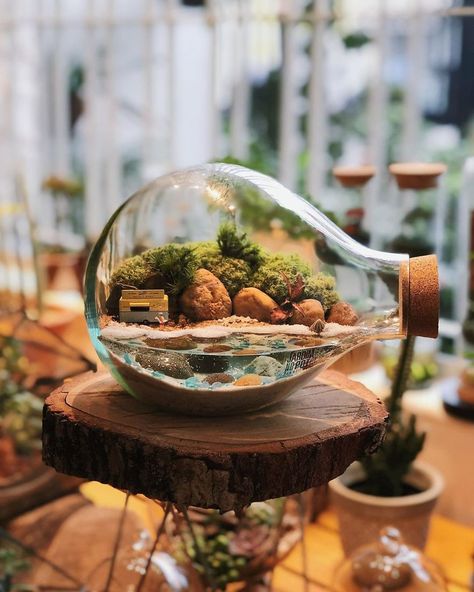 This Company Makes Incredible Micro Ecosystems In Pots And You Will Definitely Want One In Your Home Terrarium Jar, Miniature Terrarium, Beautiful Terrariums, Mini Terrarium, Bottle Garden, Terrarium Diy, Garden Terrarium, Terrarium Plants, Terraria