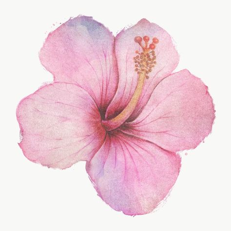 Hibiscus Flower Watercolor, Hibiscus Drawing, Hibiscus Watercolor, Hibiscus Flower Drawing, Pink Hibiscus Flower, Hibiscus Tattoo, Dorm Art, Pink Hibiscus, Easy Canvas Painting