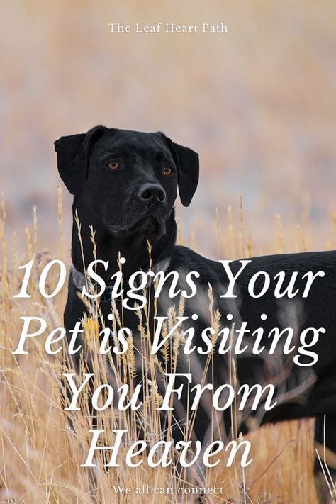 10 Signs Your Pet is Visiting You From Heaven I Miss My Dog So Much, Missing A Pet In Heaven, Remembering A Pet Who Passed, Dog Angels In Heaven, Pet In Heaven Quotes Dogs, Missing Pets Quotes Dogs, Dog Heaven Quotes Miss You, Pet Memorial Ideas Dogs Collar, Pet Markers Dog Memorial